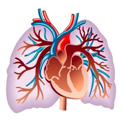Vpliv Pulsactive na srčno-žilni sistem